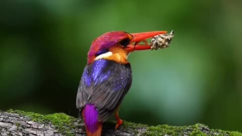 "Feathers in Harmony"
