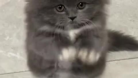 Cute cats 🐈 😻 #6