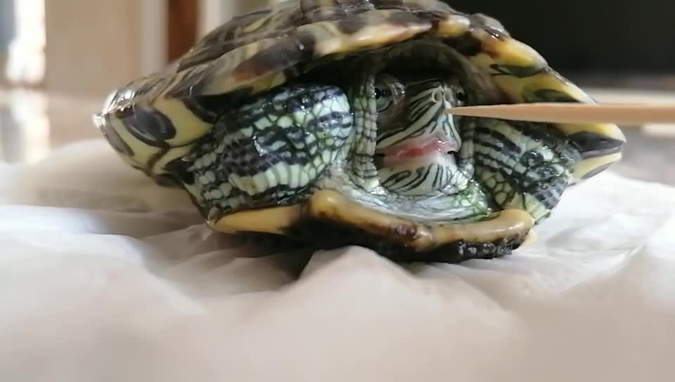 It turns out turtles don't sneeze