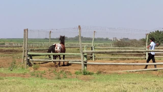 Round penning, Flat work, Groundwork