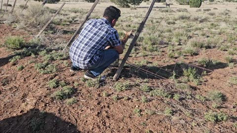 Baby pronghorn got stuck.