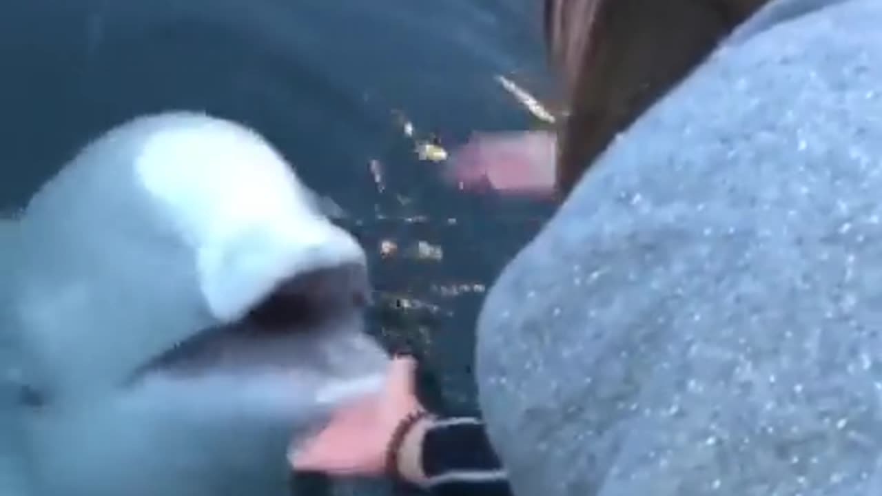 This Beluga whale saves an iPhone from the sea in Norway