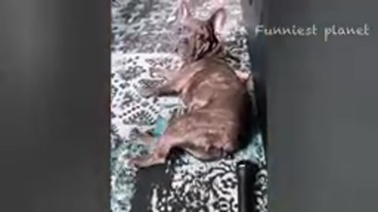 Funny animal video