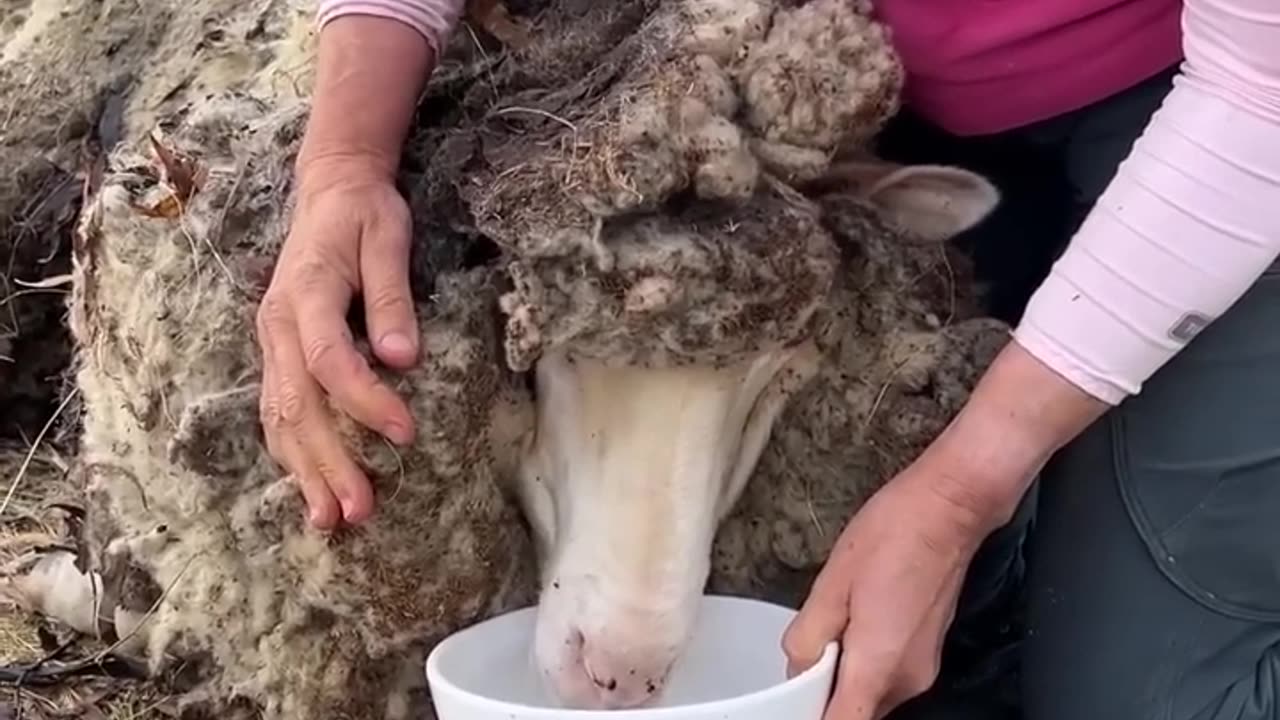 Neglected sheep is rescued with 88lbs of extra wool