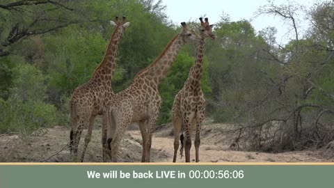 WildEarth - Sunset Safari - 28 December 2023