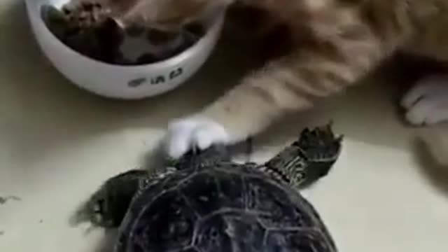 The cat and the turtle.