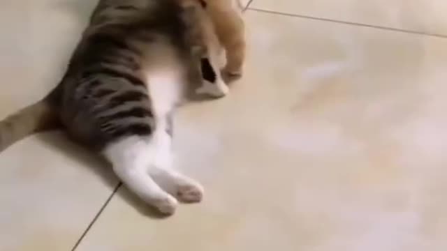 Viral Cats Funny Fail Ops Moment clips😹|| #funny Cats #trending #reels || #animals #short