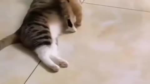 Viral Cats Funny Fail Ops Moment clips😹|| #funny Cats #trending #reels || #animals #short