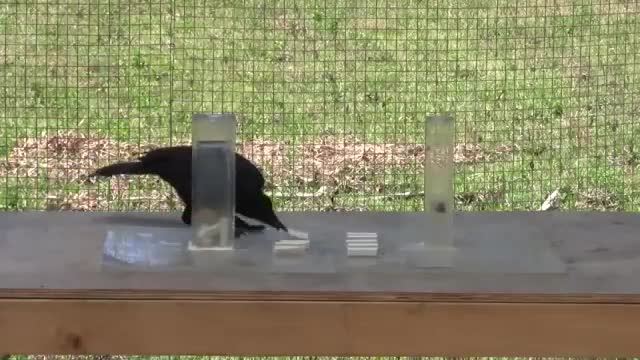 Causal understanding of water displacement by a crow