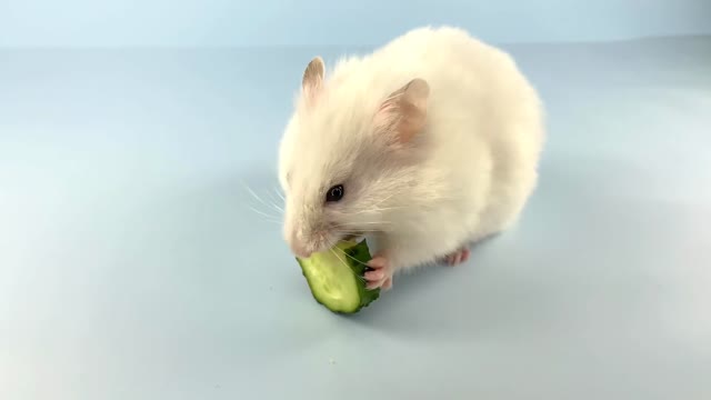 Hamster is eating cucumber 🐹 ASMR #1 #crunchcrunchhamster #hamster #asmr