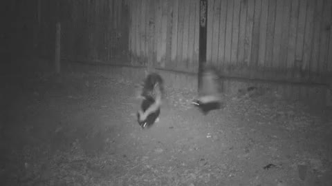August 27, 2022 - Skunk fight!