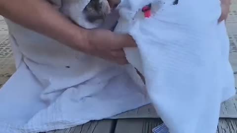 Ghost dogs