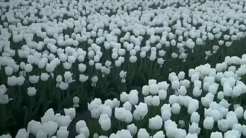 Foggy morning in a tulip field in Holland