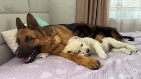 German Shepherd and Tiny Puppies [Cuteness Overload]