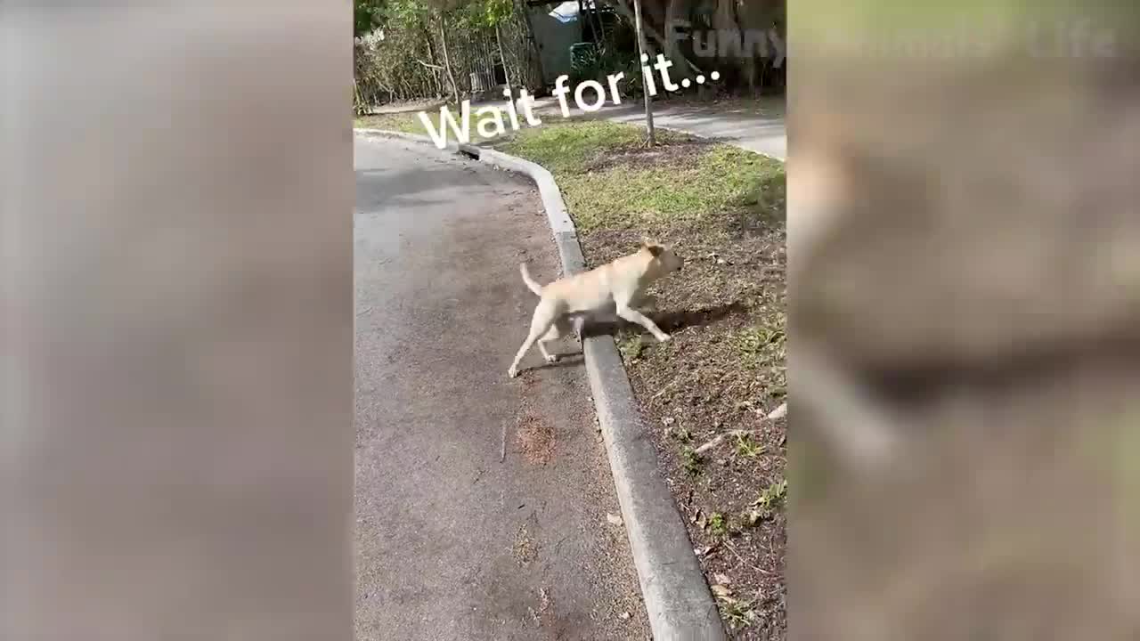 Funniest Dogs And Cats Videos - Best Funny Animal Videos 2022 😂