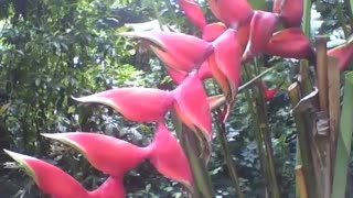 A linda planta helicônia rostrata, mostra a sua beleza no jardim botânico [Nature & Animals]