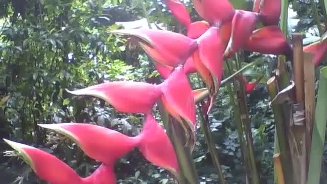 A linda planta helicônia rostrata, mostra a sua beleza no jardim botânico [Nature & Animals]