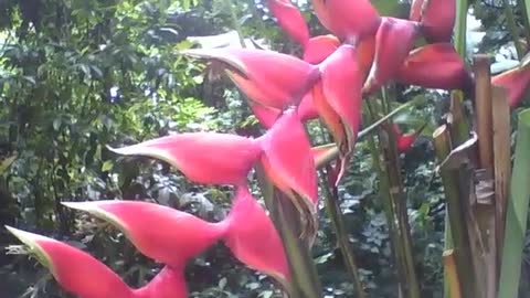 A linda planta helicônia rostrata, mostra a sua beleza no jardim botânico [Nature & Animals]