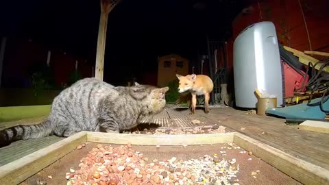 Fox and cat Standoff.