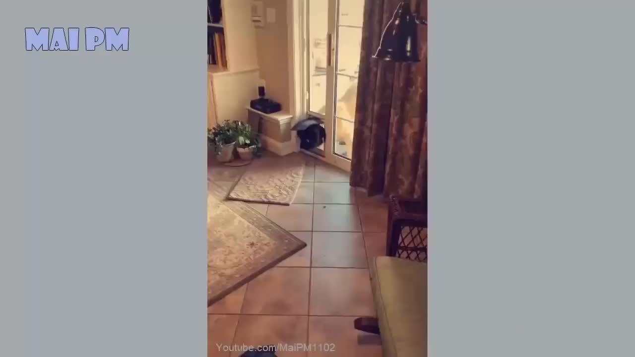🤣Funny Dog Videos 2022🤣 🐶 It's time to LAUGH with Dog's life