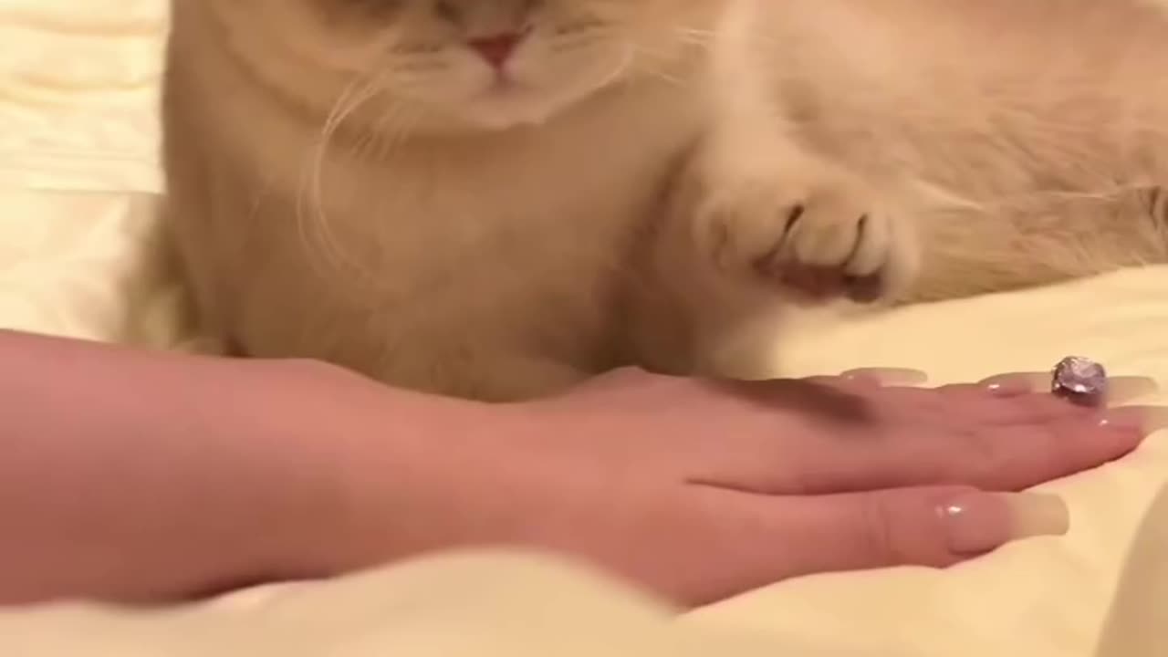Funny cat