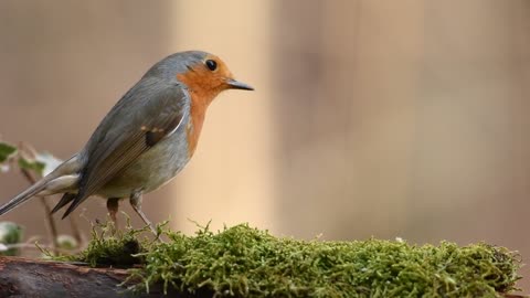 A distinctive type of very young birds