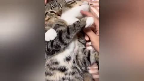 20 minutes of adorable cats and kittens videos to keep you smiling