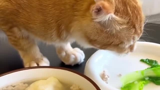 Does your cat like to eat anything strangeš„°