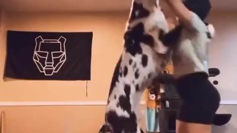 DOG DANCING WITH OWNER