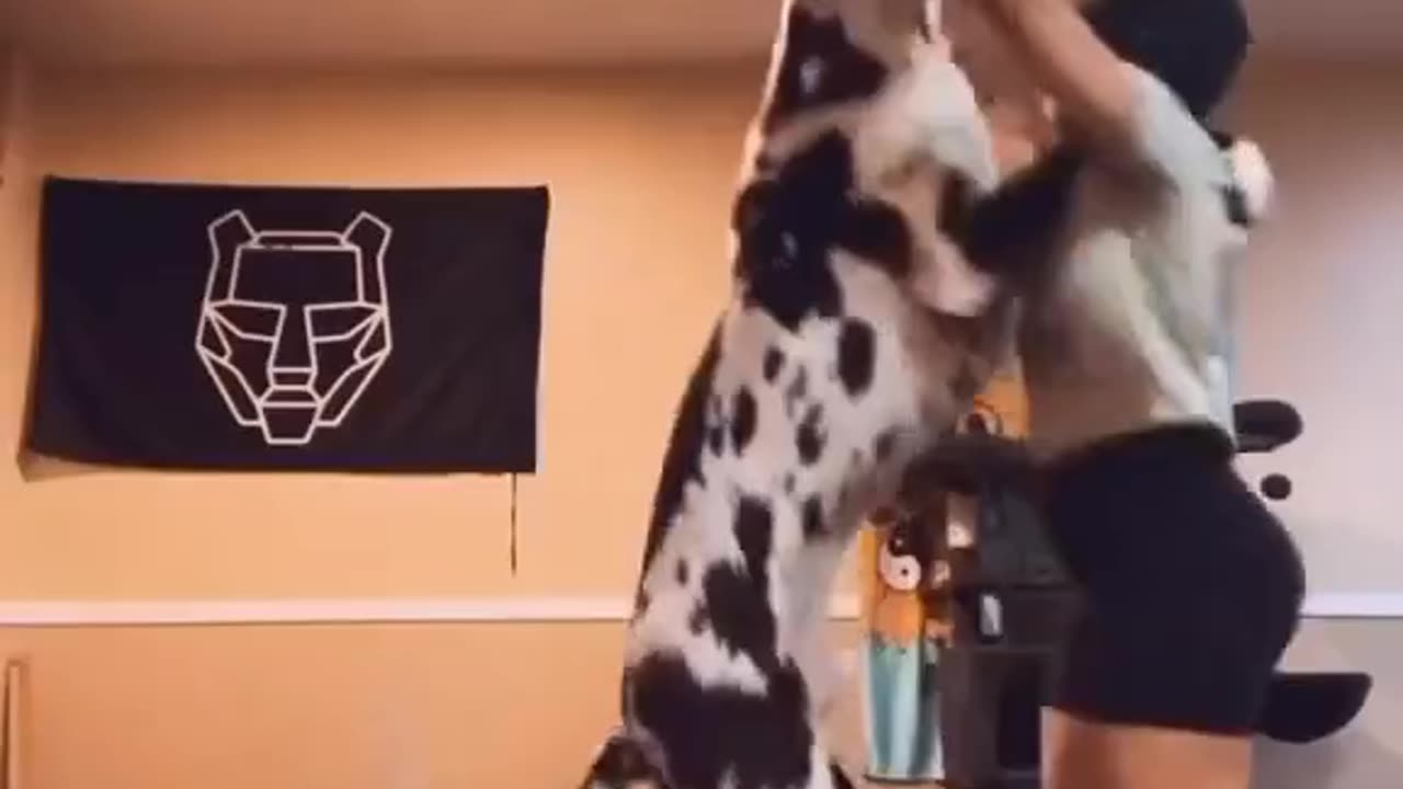 DOG DANCING WITH OWNER