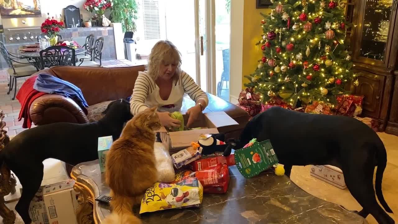 Cat, Great Dane & puppy open Christmas gifts together