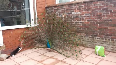 Cat Thinks Peacock Is A Walking Toy