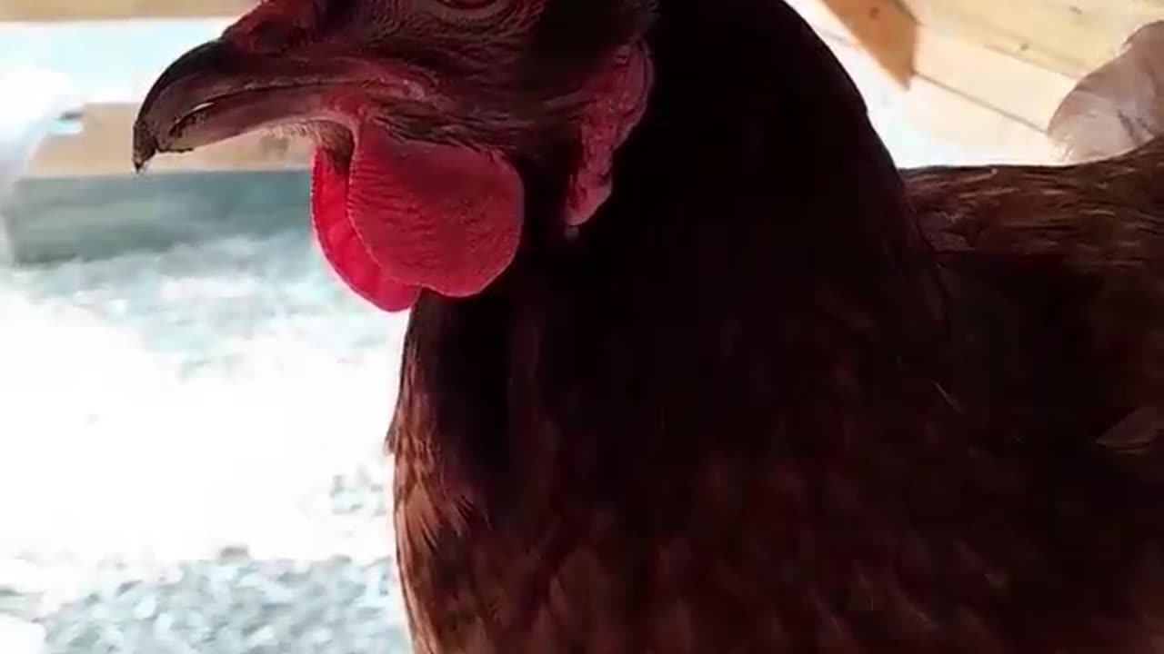 The Creepiest Hen I've Ever Seen