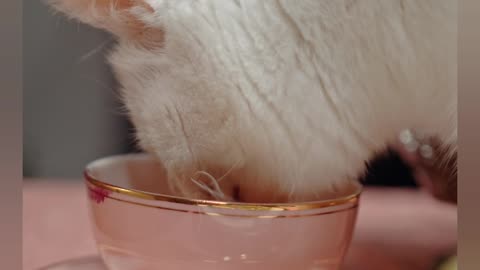 Cute cat eating milk