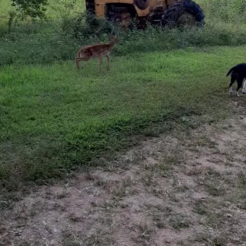 Baby Deer And Small Dogs Best Friends