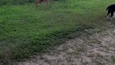 Baby Deer And Small Dogs Best Friends