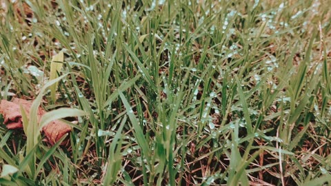 nature