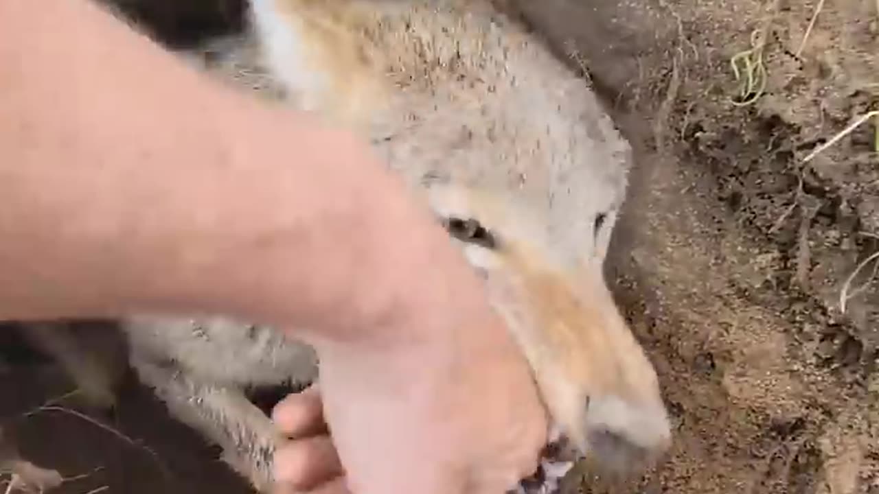 Pet Coyote Denies Friendship During Den Digging || ViralHog