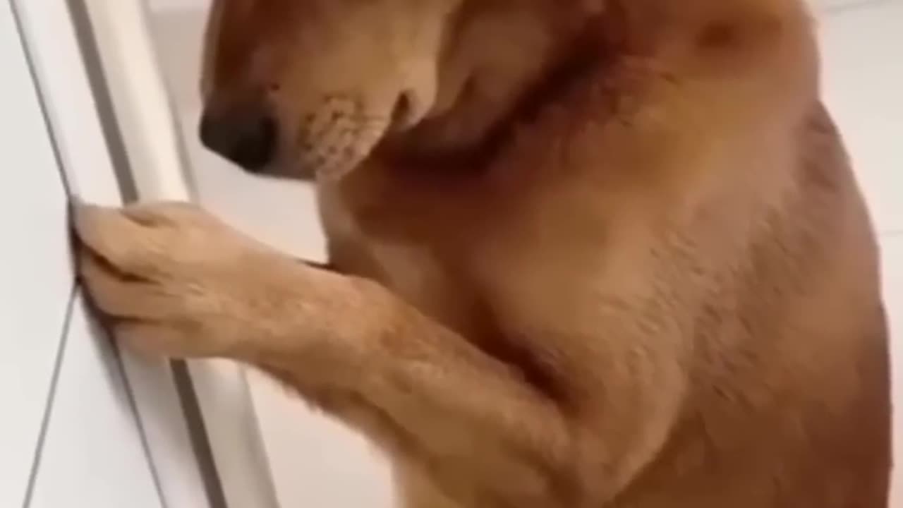 Dog funny reel