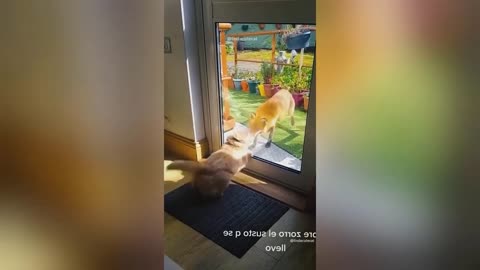 Funny😆😆 Animal Videos 2023 😆😆- Funniest Dogs😺😺🐾 and Cats Videos📷📷