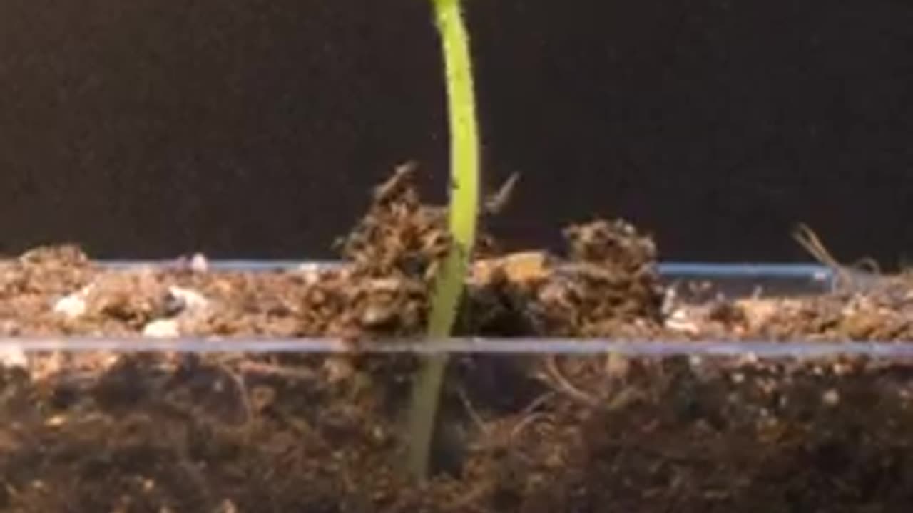 Growing Watermelon from Seed - Timelapse