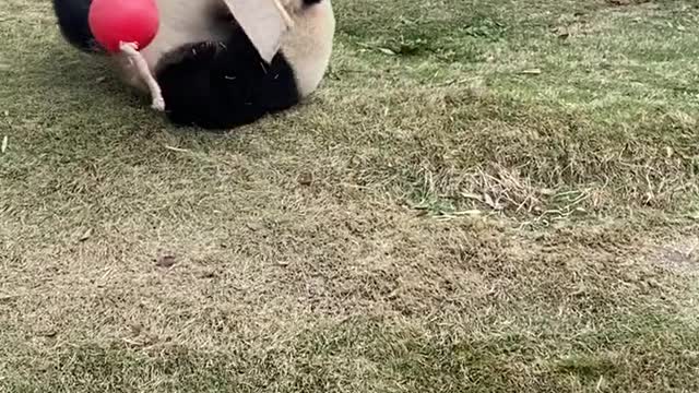 A panda playing with balls