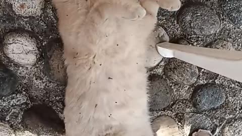 الأسد ملك