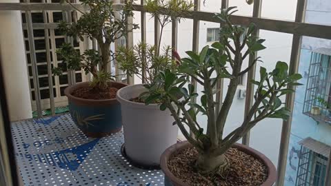 flowers on windowsill