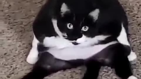 Funny animals cat 🐈