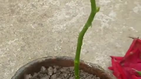 Rose plant grow in potato. #shorts #rose #potato#shorts #rose #potato