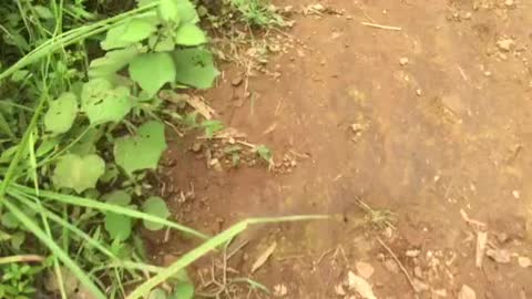 Hiking in mountain