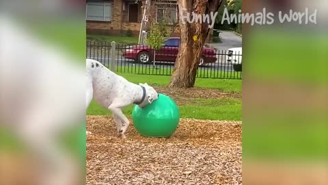 Funny Dogs And Cats Videos 2023 😅👌 - Best Animal Videos 2023 😁