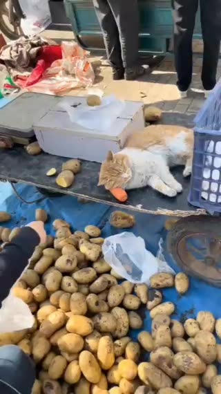 Funny Video Cat Follows Mother Selling in the Market | Try Not Laugh