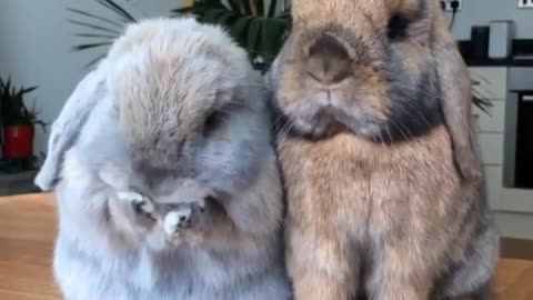 Two chubby rabbits are waiting for food